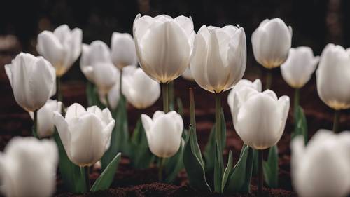 白色鬱金香周圍環繞著肥沃的深色土壤，凸顯其純粹之美。