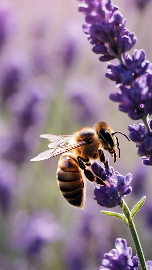 Bidikan close-up seekor lebah madu yang hinggap di bunga lavender yang sedang mekar di sebuah ladang.