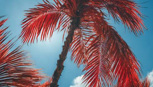 Une feuille de palmier rouge vif offrant un contraste saisissant sur un ciel bleu azur.