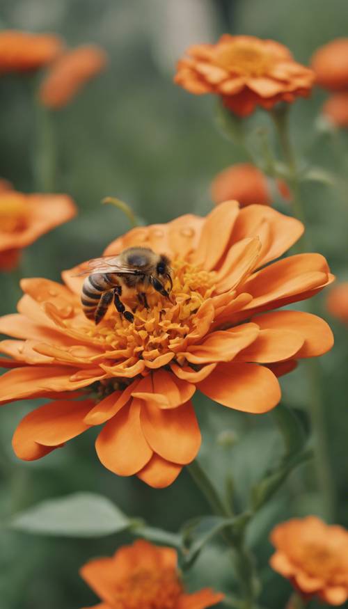 一只蜜蜂正在从橙色百日草中采集花蜜。