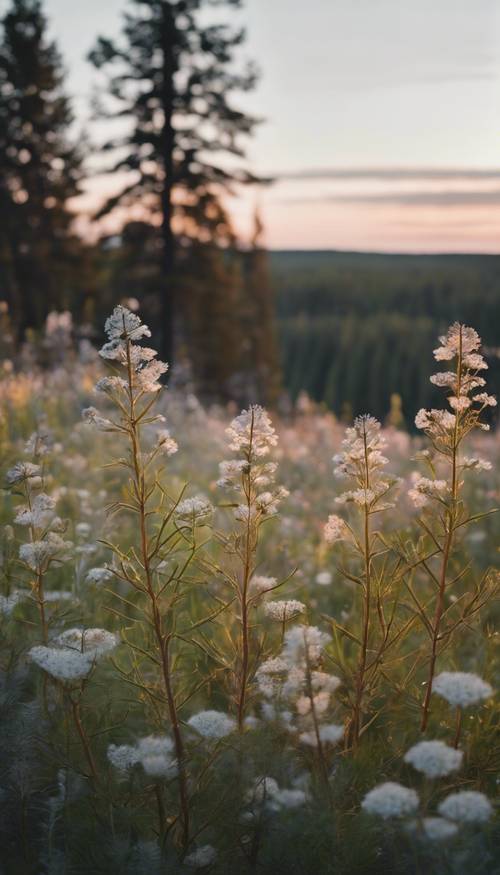 A scenery of Scandinavian wildflowers at dusk, punctuated by tall pine trees.