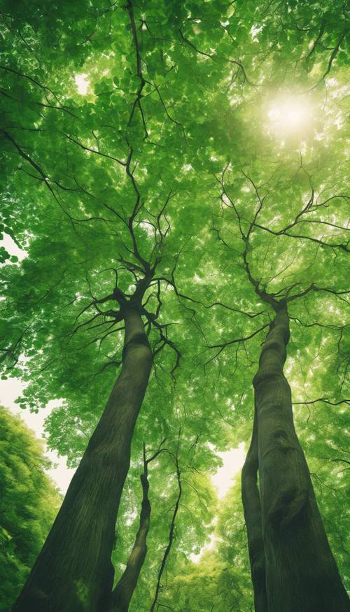 Kanopi daun berwarna hijau cerah milik pohon tinggi.