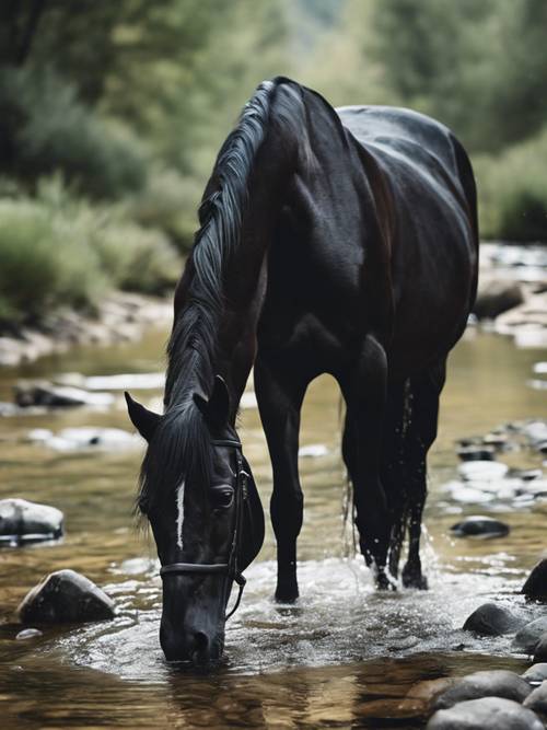 고요한 산 개울에서 검은 말이 물을 마시고 있는 평화로운 풍경.