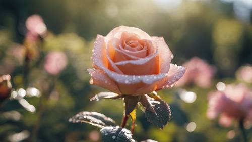 Une rose embrassée par la rosée dans un jardin par une matinée lumineuse et ensoleillée.