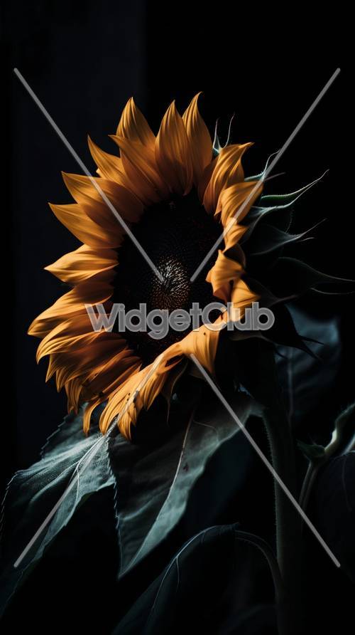 Bunga Matahari Cerah dengan Latar Belakang Gelap
