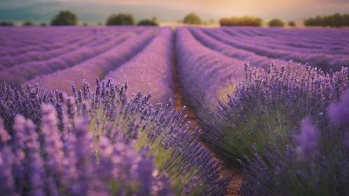 A panoramic view of a lavender field with 'Love doesn't make the world go round. Love is what makes the ride worthwhile.' floating in the wind.