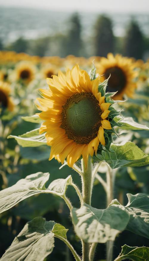 A vibrant sunflower, its golden petals radiant under the midday sun, standing tall amidst a sea of green.