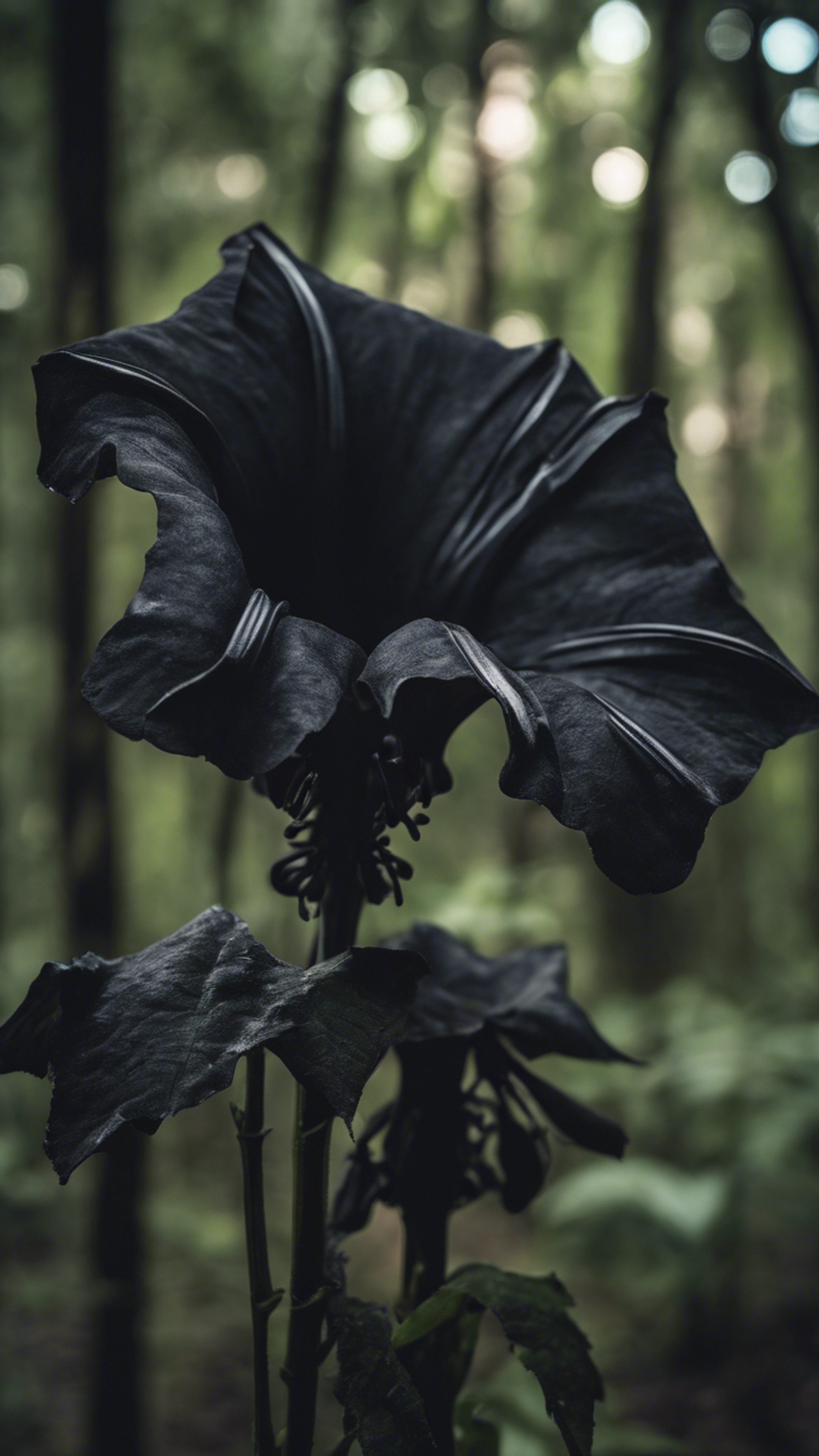A black trumpet flower evoking an eerie yet captivating atmosphere in the heart of a dense forest. Papel de parede[87d98efd7999478c8568]