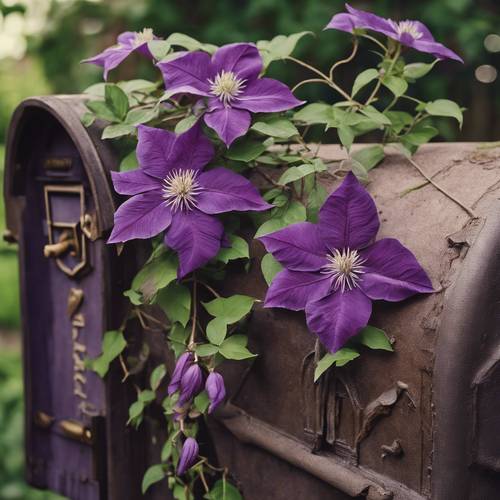 Eine Nahaufnahme einer violetten Clematis, die an einem alten, rustikalen Briefkasten emporrankt.