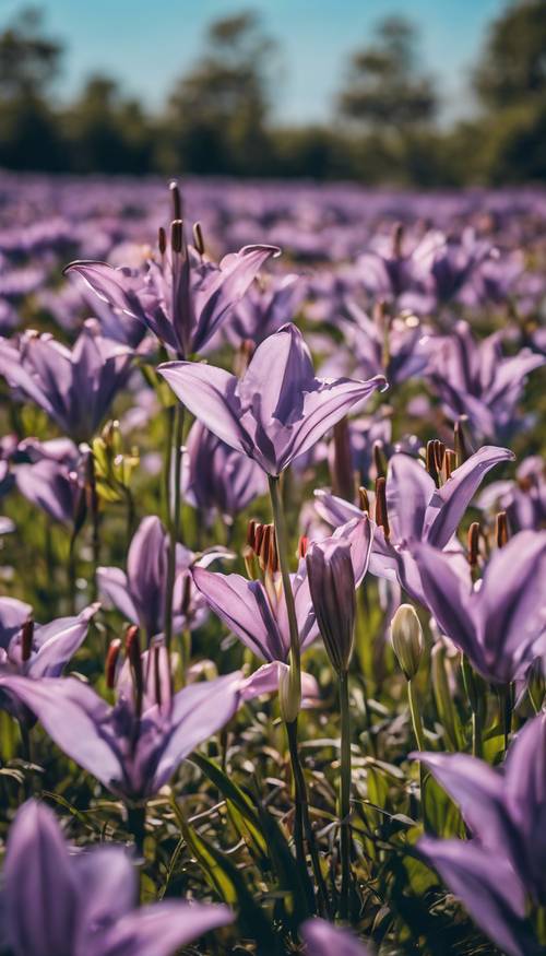 A field of purple lilies under a clear blue sky. Валлпапер [983ddbc9c890455e91f2]