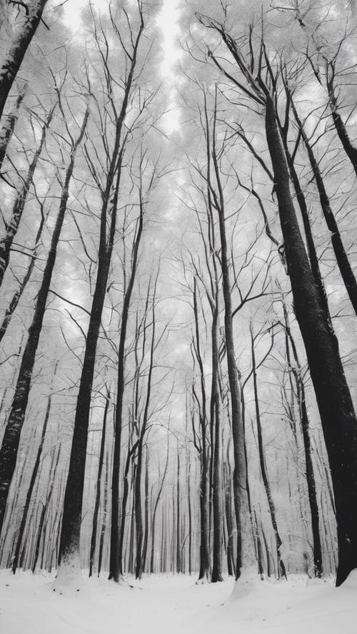 A monochrome, minimalist view of a snow-covered forest.