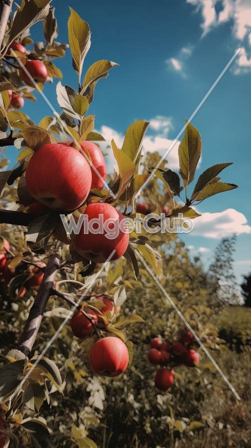 แอปเปิ้ลสีแดงสดใสในวันแดดจัด