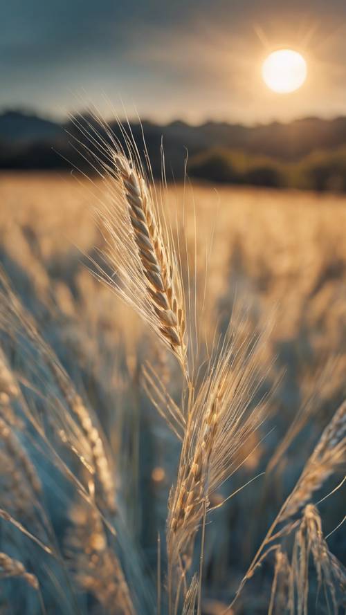 A powder blue barley plain against a warm, setting sun.
