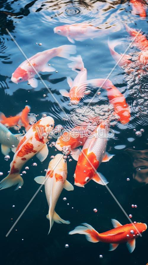 Pesci Koi colorati che nuotano in uno stagno