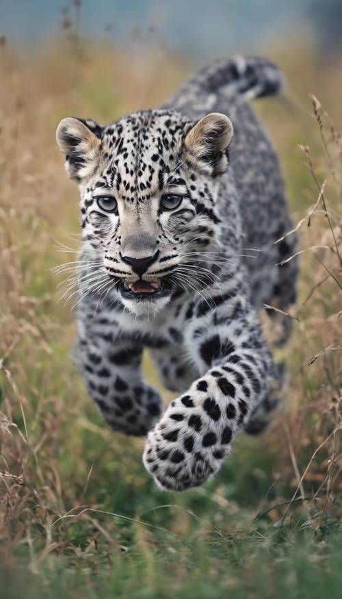 Un giovane leopardo grigio che insegue giocosamente la propria coda in una lussureggiante prateria durante la stagione primaverile. Sfondo [9ee4d5b932584a87a5fa]