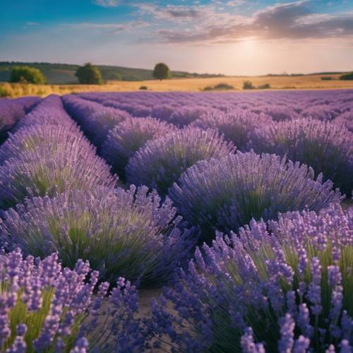 Ladang lavender bergoyang lembut di dataran biru laut yang cerah.