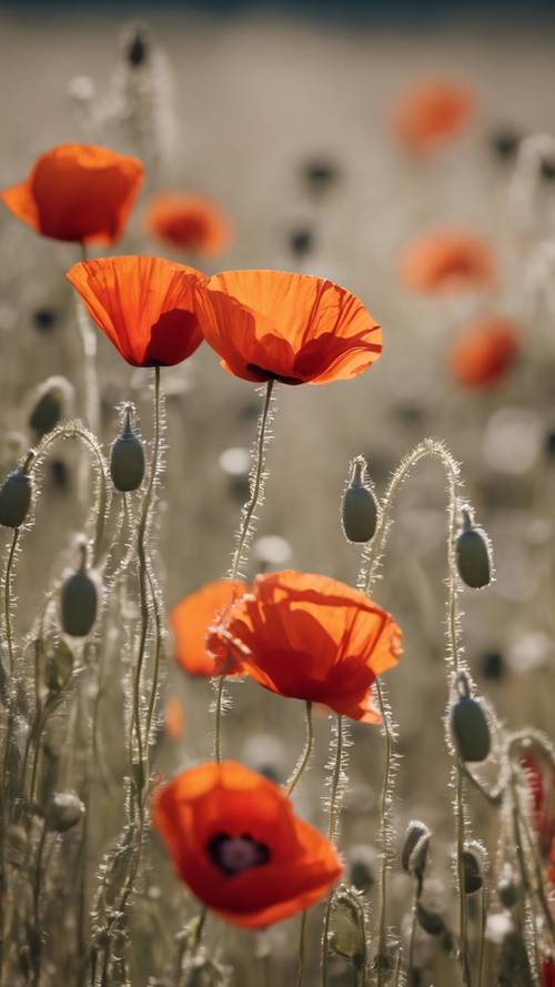 A group of poppies vigorously swaying in the wind.