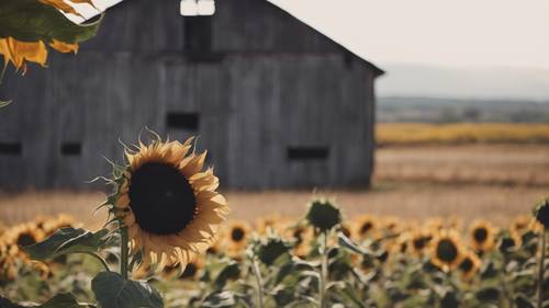 An oversized black sunflower swinging in the wind against the backdrop of a rustic barn.