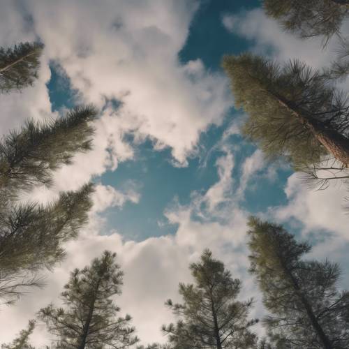 Pergerakan awan yang lambat di atas hutan pohon pinus yang damai diabadikan dalam timelapse