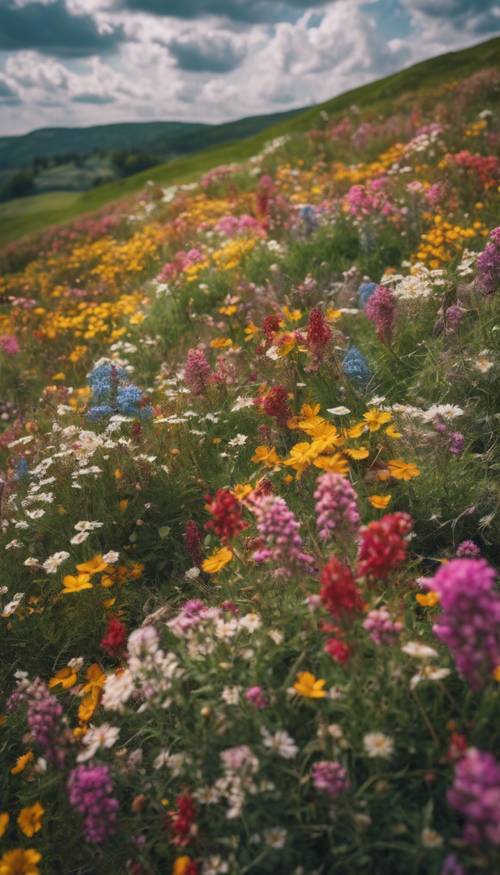 Ein bunter Teppich aus Wildblumen, die unter einem bewölkten Himmel auf einem Hügel blühen.