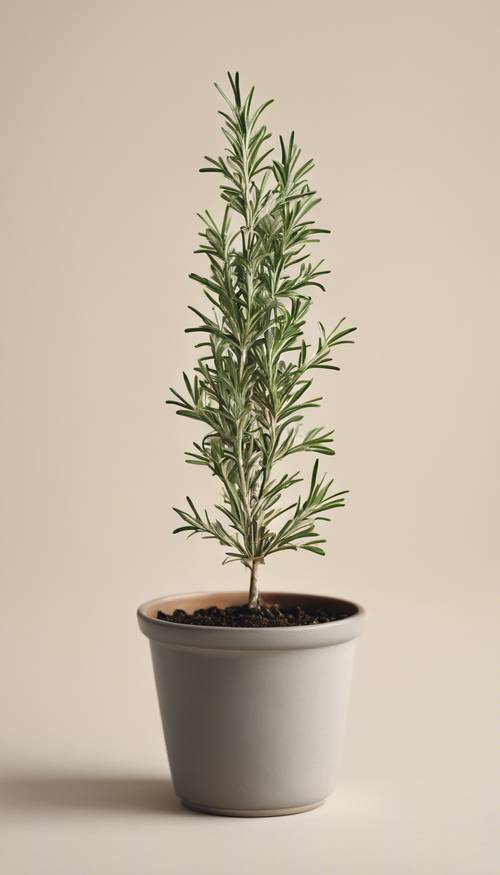 Una ilustración minimalista de una planta de romero en una maceta gris sobre un fondo crema.