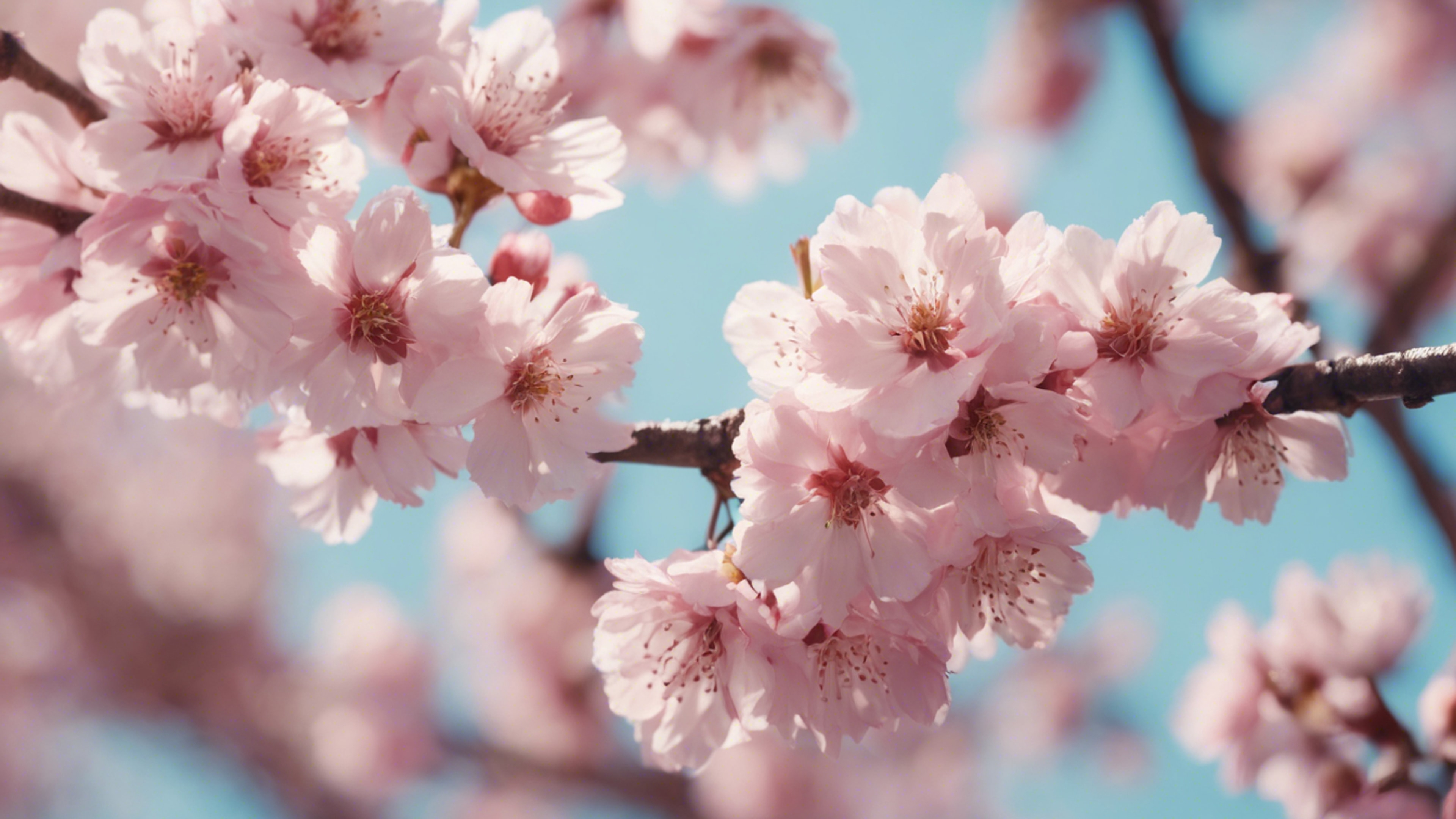 A vibrant scene of pastel pink cherry blossoms falling gently. Валлпапер[c8bce7433f184c22a8f5]