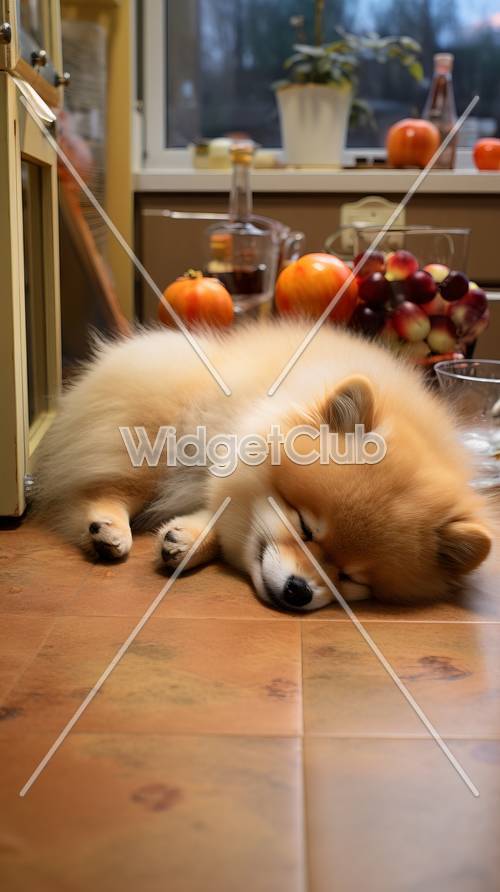 居心地の良い台所で眠る子犬