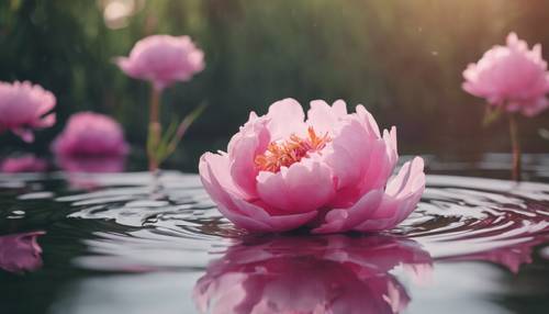 Uma flor de peônia rosa flutuando na superfície de um lago.