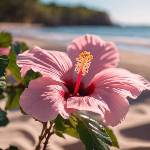 פרח היביסקוס ורוד ומלכותי סופג את קרני השמש על חוף חם.