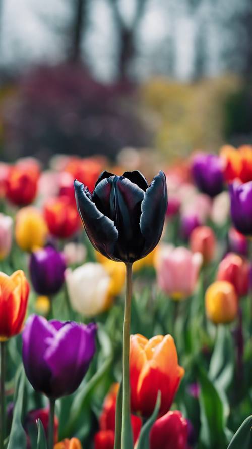 A delicate black tulip, standing out dramatically among a vibrant spray of multicolored tulips in a spring garden.