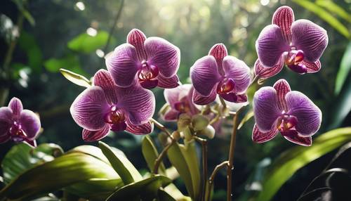 Exotic orchids blooming in a sunlit glade in the heart of a dense, humid jungle.