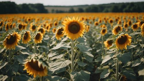 Pemandangan menakjubkan dari ladang bunga matahari yang mekar penuh pada pertengahan musim panas.