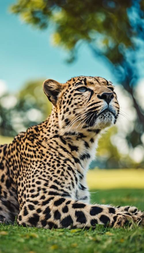 A preppy leopard lounging leisurely on a manicured lawn under a brilliant summer blue sky.