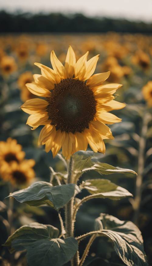 Tampilan jarak dekat dari bunga matahari liar yang mekar di ladang, kelopak bunga berwarna kuning gelap.