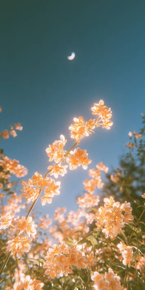 Flower Wallpaper [85b4e177152849268f4b]