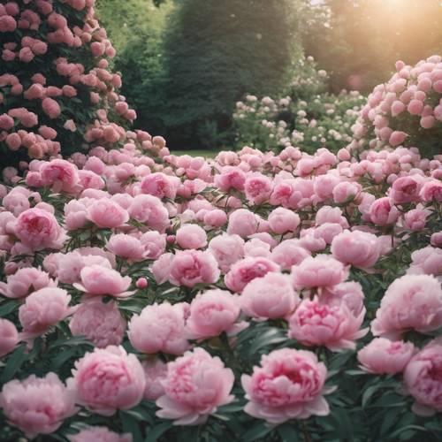 Море пионов из розового кварца раскинулось в английском саду.