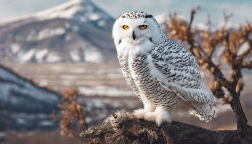A majestic snowy owl perched on a bare tree branch with a colossal mountain in the background.