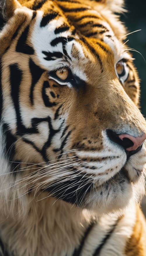 Up close detailed image of an expressive golden tiger's face, eyes gleaming with curiosity.