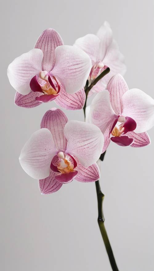 Una representación estética minimalista de una orquídea rosa claro aislada sobre un fondo blanco.