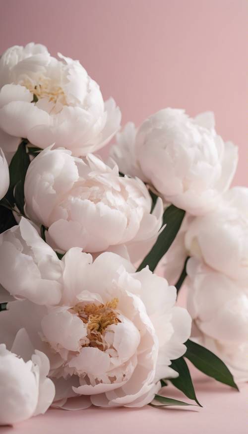 Gros plan de pivoines blanches sur fond rose tendre.
