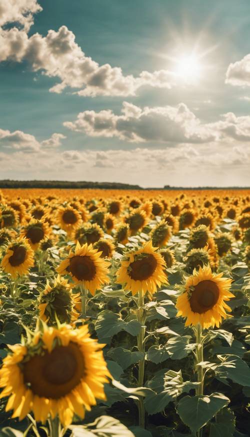 Ein leuchtendes Feld blühender Sonnenblumen unter einem strahlenden Sommerhimmel.