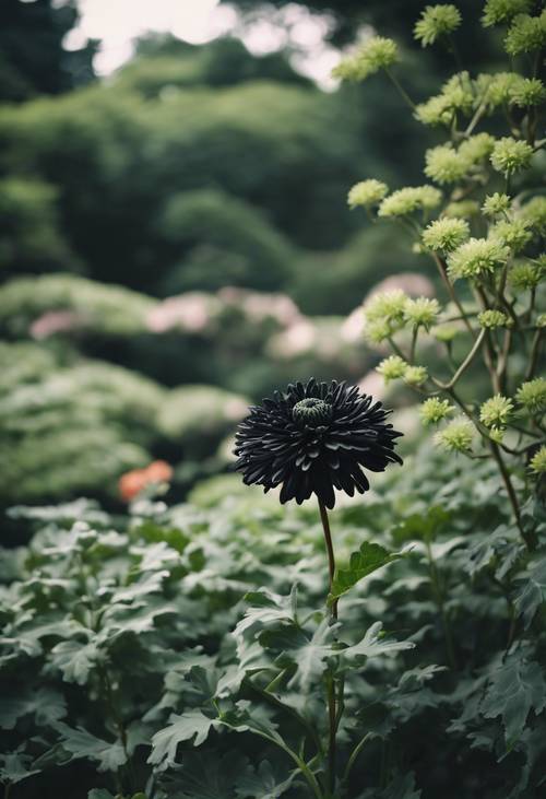 Um crisântemo preto erguido entre seus pares verdes em um jardim tradicional japonês.