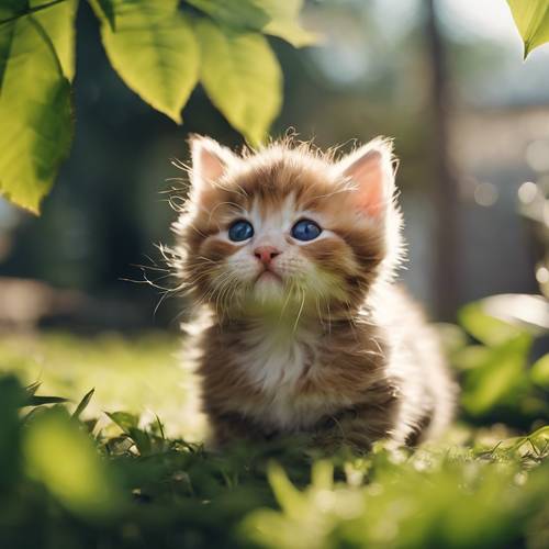 陽光明媚的下午，一隻毛茸茸的小貓在玩綠葉。