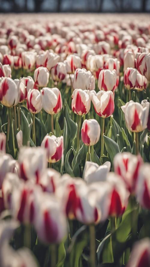 A peaceful scene showing a field of tulips arranged to form a white quote.