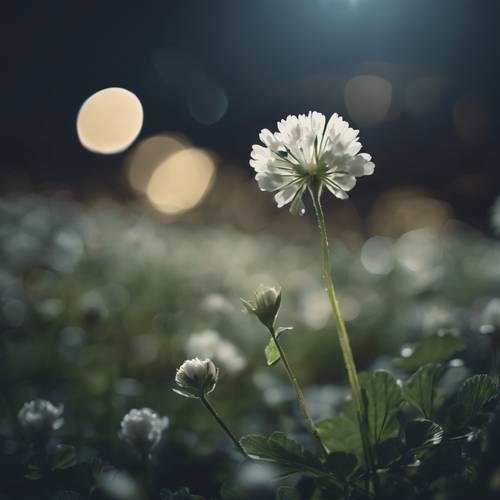 Uma imagem sonhadora de uma flor de trevo branco florescendo sob o luar.