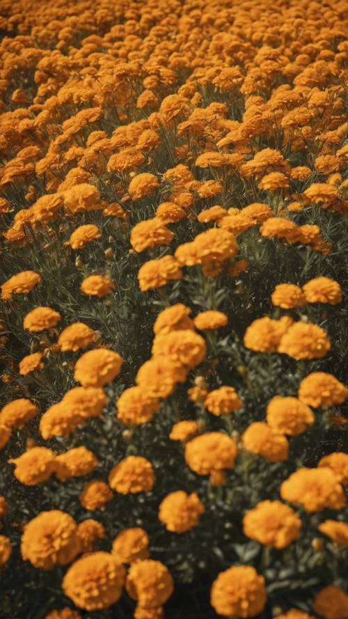 A cheerful field of golden marigolds waving in breeze.