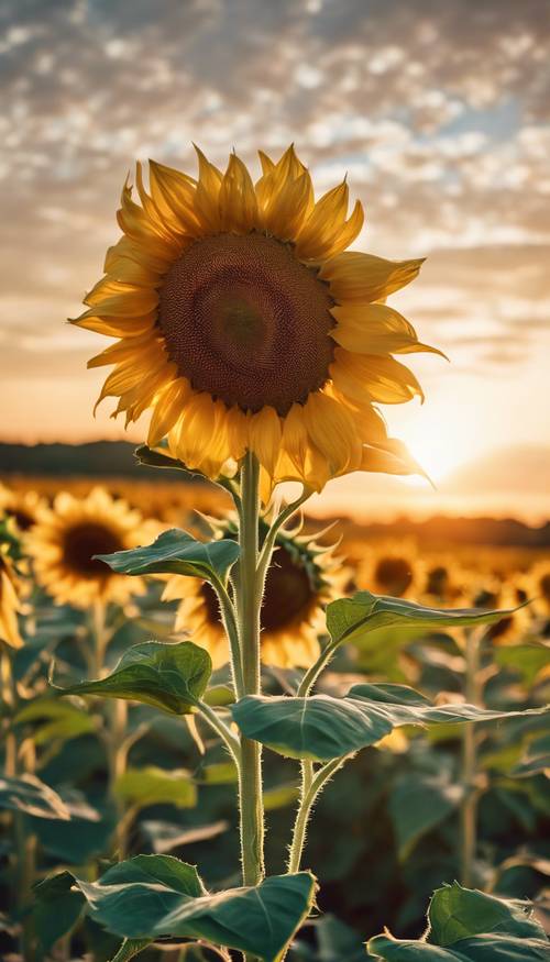 Un pintoresco campo de girasoles frente al sol al anochecer.