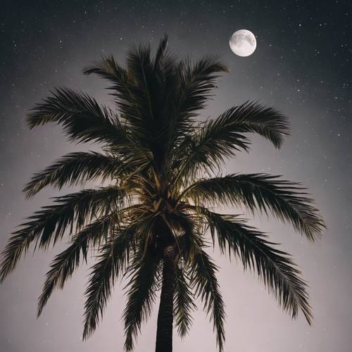 A palm tree with its fronds framing the full moon on a clear night.