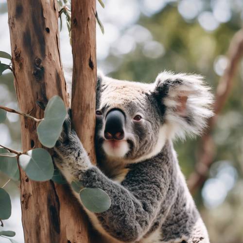 A koala bear engaging in a lazy stretch while still clutching onto a eucalyptus tree after a long nap.