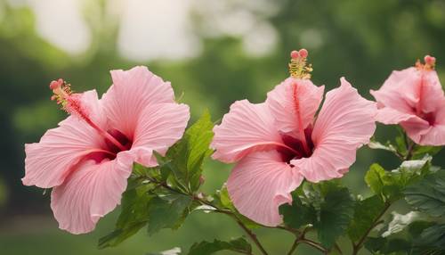 Three pink hibiscus flowers in a row, swaying in the breeze against a blurred green background